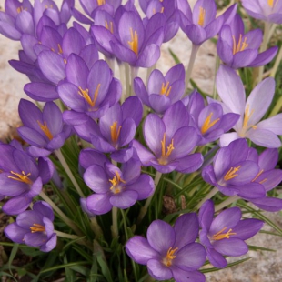 Crocus goulymyi